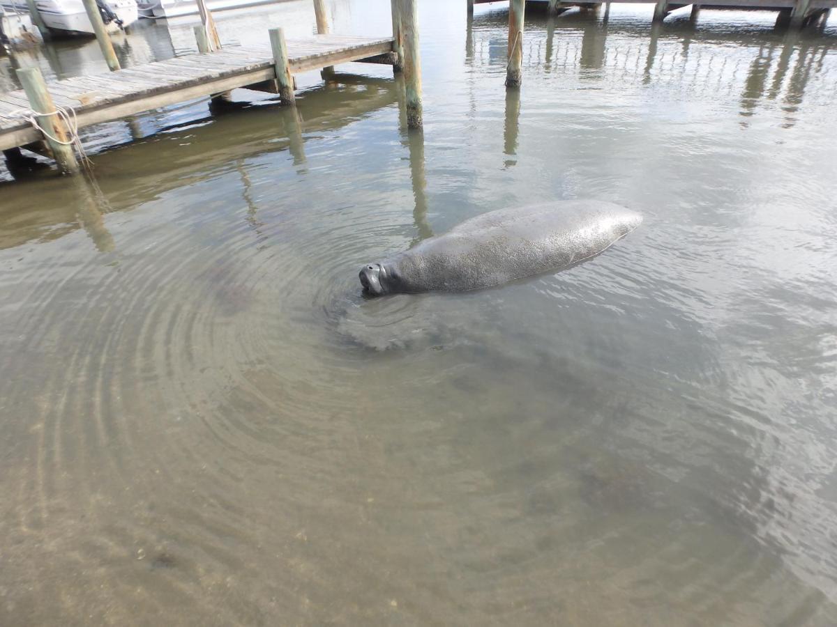Honu Hideaway At Ocean Walk Resort New Smyrna Beach Esterno foto